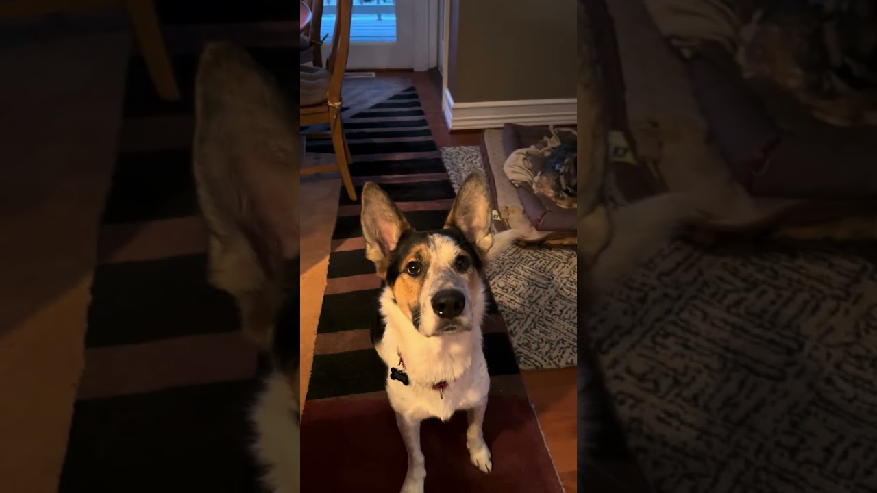 Cinch, a ADOPTABLE mixed breed in Hempstead, NY video 6/6