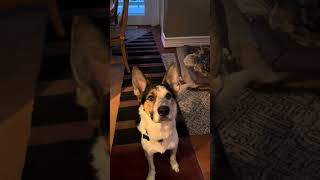 Video preview image #1 Mutt Puppy For Sale in Garden City, NY, USA