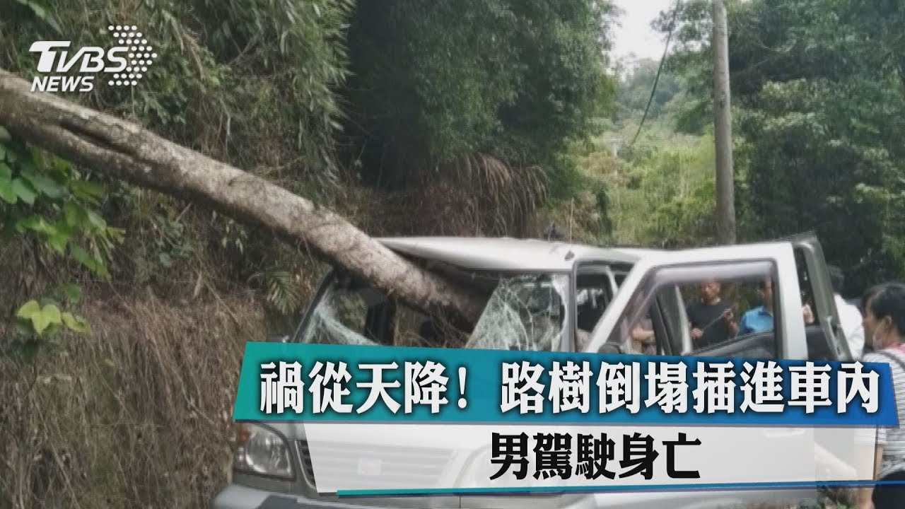禍從天降!路樹倒塌插進車內 男駕駛身亡