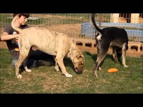 LANCE-GOOD BOY, an adoptable Pit Bull Terrier Mix in Danbury, TX_image-1