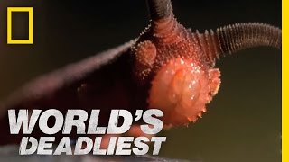 World's Deadliest - Bizarre Slime Cannon Attack
