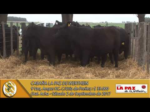 02-09-17 Venta de Vaquillonas Angus PC C/Gtía de Preñez - Cabaña La Paz de Werthein - Gral. Acha