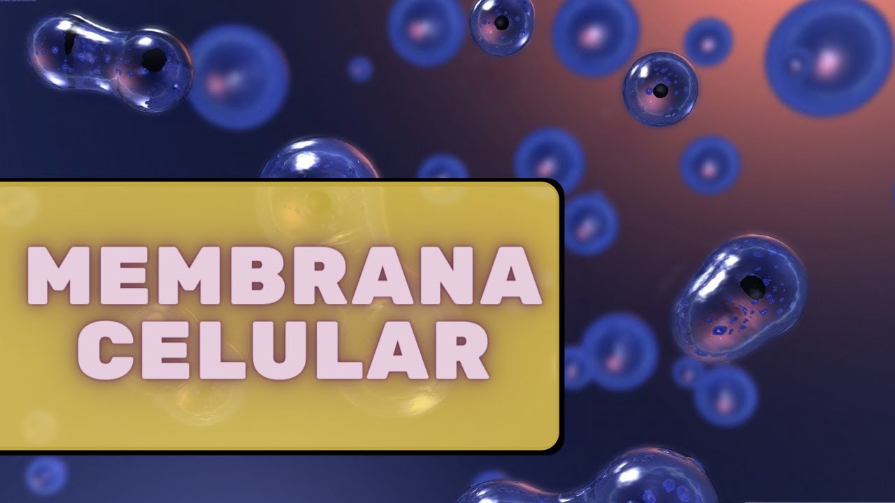Membrana celular – Fisiologia Humana