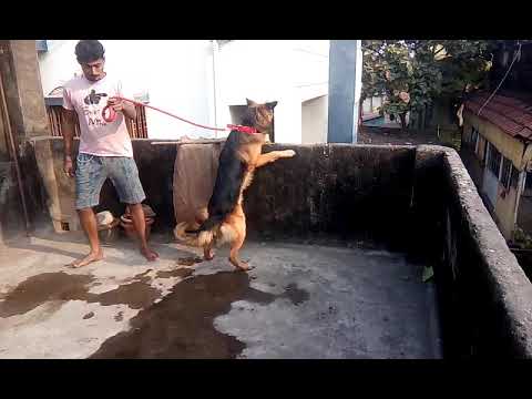 MALE 11 MONTHS FOR SELL