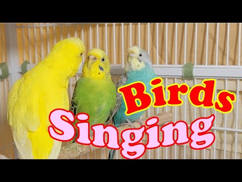 9 Hr Joyful Parakeets Playing Eating & Singing, Budgies Chirping. Help Stressed lonely Birds Videos