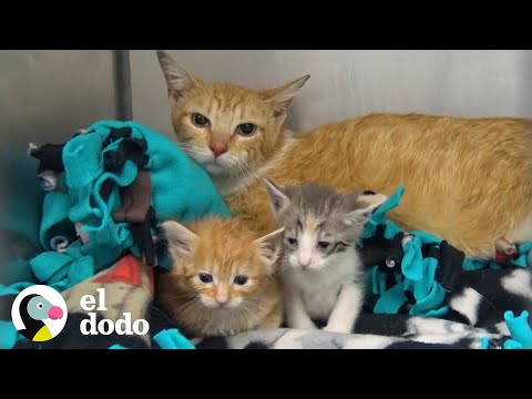 Family of cats lived on a sofa until they were rescued | The Dodo