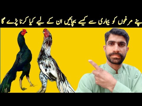 shamon.  nasaal  ka murgha   is  ki  pariez  200000   Date   18 -8 - 2023