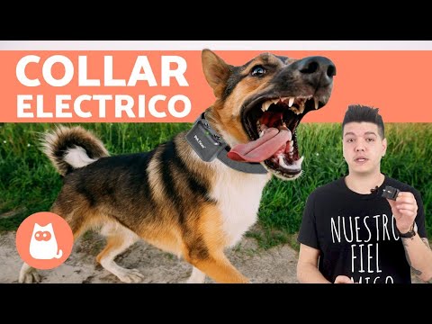 Collar de descargas vs compromiso