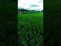 Thamara Poovukkum Song Lyrics Shorts Whatsapp Status Kummuinfo