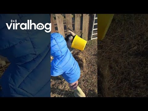 ViralHog
