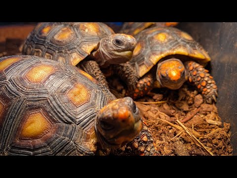 Indoors with Baby Tortoises, NEW Turtles, and Feeding Day!