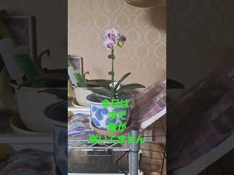 蘭を活性化させるアジアの秘訣は何でしょうか？永遠に開花する極東の魔法  庭園