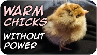 Keep Chicks Warm WITHOUT POWER (57)