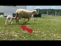 Funny Frenchie And Sheep