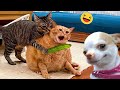 Funny Dogs And Cats Videos 2024 😅 - Best Funniest Animal Videos Of The week #6