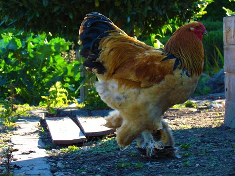 , title : 'Bad Boys ... Hercules' boys (young buff columbian brahma roosters)'