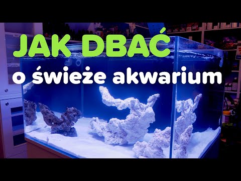Jak dbać o świeże akwarium morskie