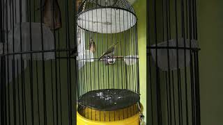 Download lagu buxto nembak cerrr wit wit mp3