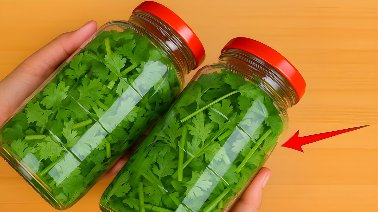 how to store cilantro for 1 year without spoilage