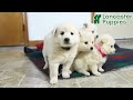 American Eskimo dogs for sale: Prince   - Video 1