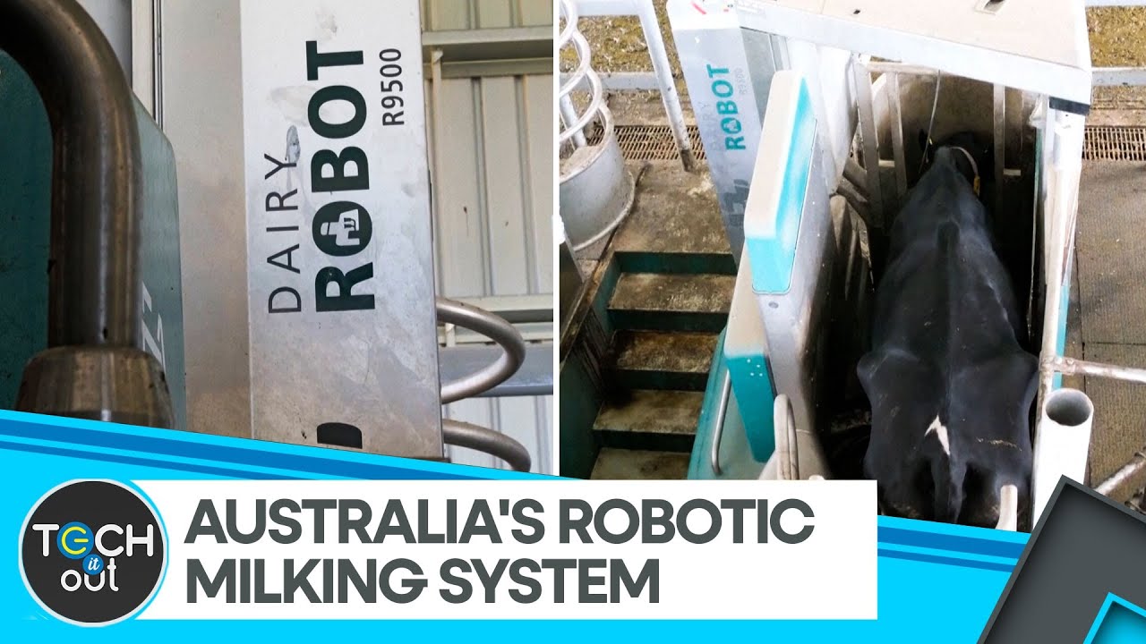 Australian Dairy Farm Uses Solar-Powered Robotic Milking | Tech It Out