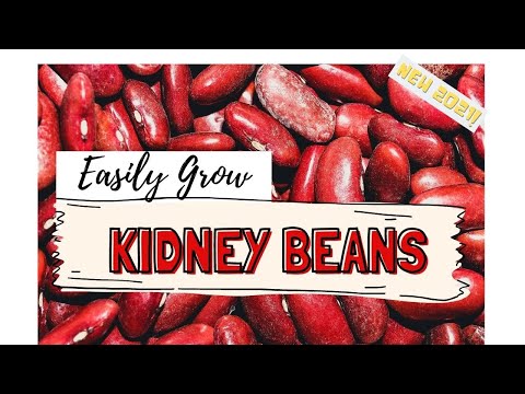 , title : 'How to Grow Kidney Beans'