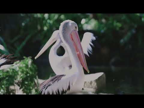 Most Beautiful Birds on Planet Earth-Nature Relaxation Video 4K HD with Calming Music