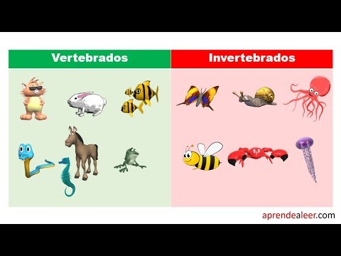 Ejemplos de animales vertebrados e invertebrados para niños