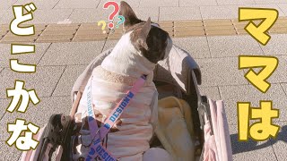 パパと二人っきりでお出掛けするフレブル🐶