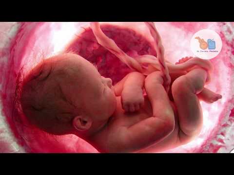 CUIDADOS DEL CORDON UMBILICAL