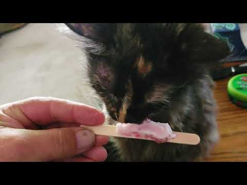 Cat likes sweets