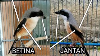 Download lagu easy way to differentiate between male and female adult long-tailed shrikes mp3