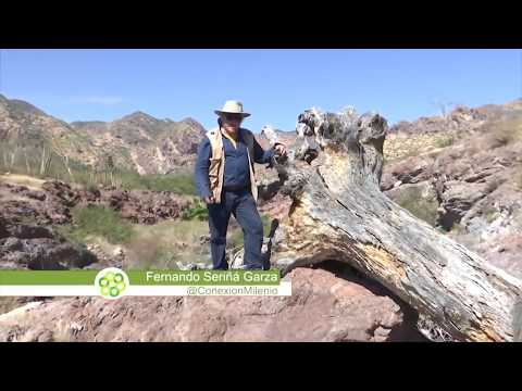 El oasis del Desierto de Sonora | Conexión Milenio