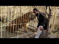 Huge Siberian Tiger Provoked by Zookeeper...Iraq\Duhok City