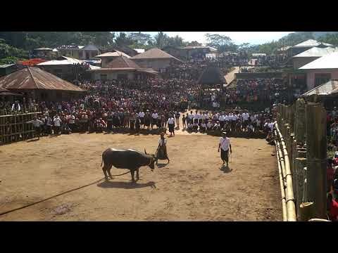 Sembeli Kebau acara adat kampung Nuabolo, Nagekeo, Flores