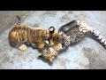 Tiliger & Amur Leopard Playing