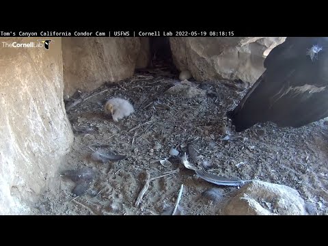 Condors Exchange Duties Watching Over Downy Chick In Southern California – May 19, 2022