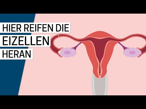 Wie funktionieren Eierstöcke?