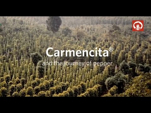 Carmencita video