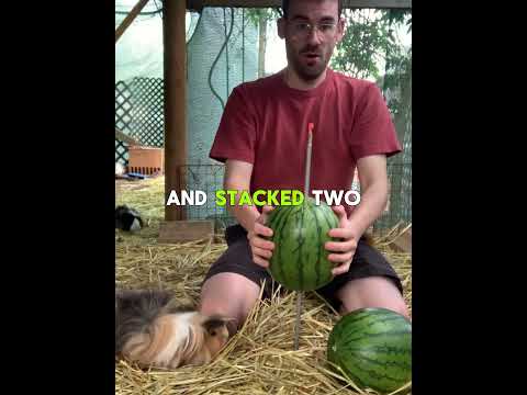 He Accidentally Discovered a Smarter Way to Feed Guinea Pigs.#usa