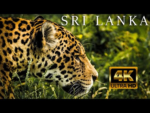 FLYING OVER SRI LANKA 4K UHD   Relaxing Music Along With Beautiful Nature Videos   4K Video HD