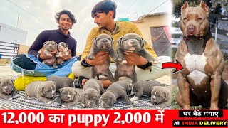 CHEAPEST Dogs ₹1999 😱American Bully,pug,Pitbull,etc / Cheapest Dogs Market In Delhi / PetLoverJody.