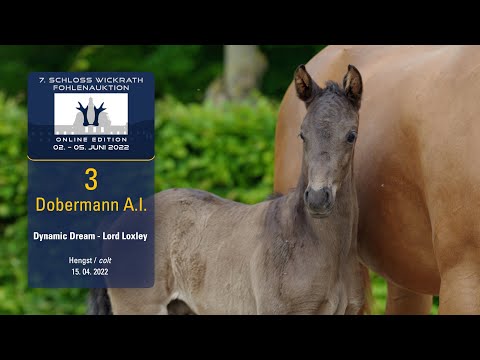 7. Schloss Wickrath Fohlenauktion Lot 03 Dobermann A.I. Hengst v. Dynamic Dream - Lord Loxley