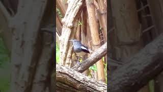 Download lagu Burung Magpie-Robin Betina: Nyanyian & Keajaiban Mimikri mp3