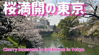 桜満開の東京【Cherry blossoms in full bloom in Tokyo】