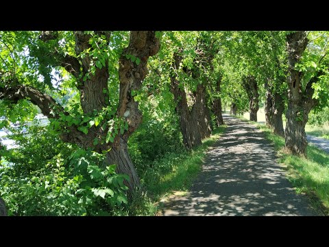 Ancient Mulberry Lane (Morus alba, M. nigra) in Rüdesheim, Germany