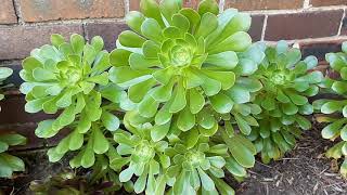 Aeonium Care and Propagation #SaucerPlant #Aeonium #Aeoniumundulatum