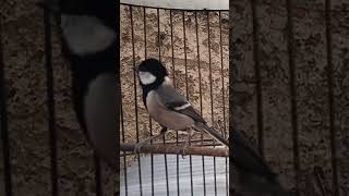 Download lagu gacor ngerol (burung gelatik batu) mp3