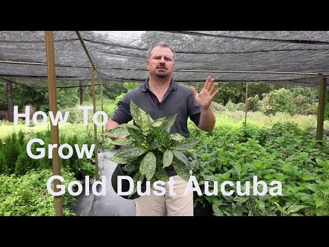 , title : 'How to Grow Gold Dust Aucuba with detailed description