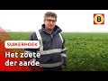 Ziektes en schimmels bedreigen de suikerbiet | Suikerhoek